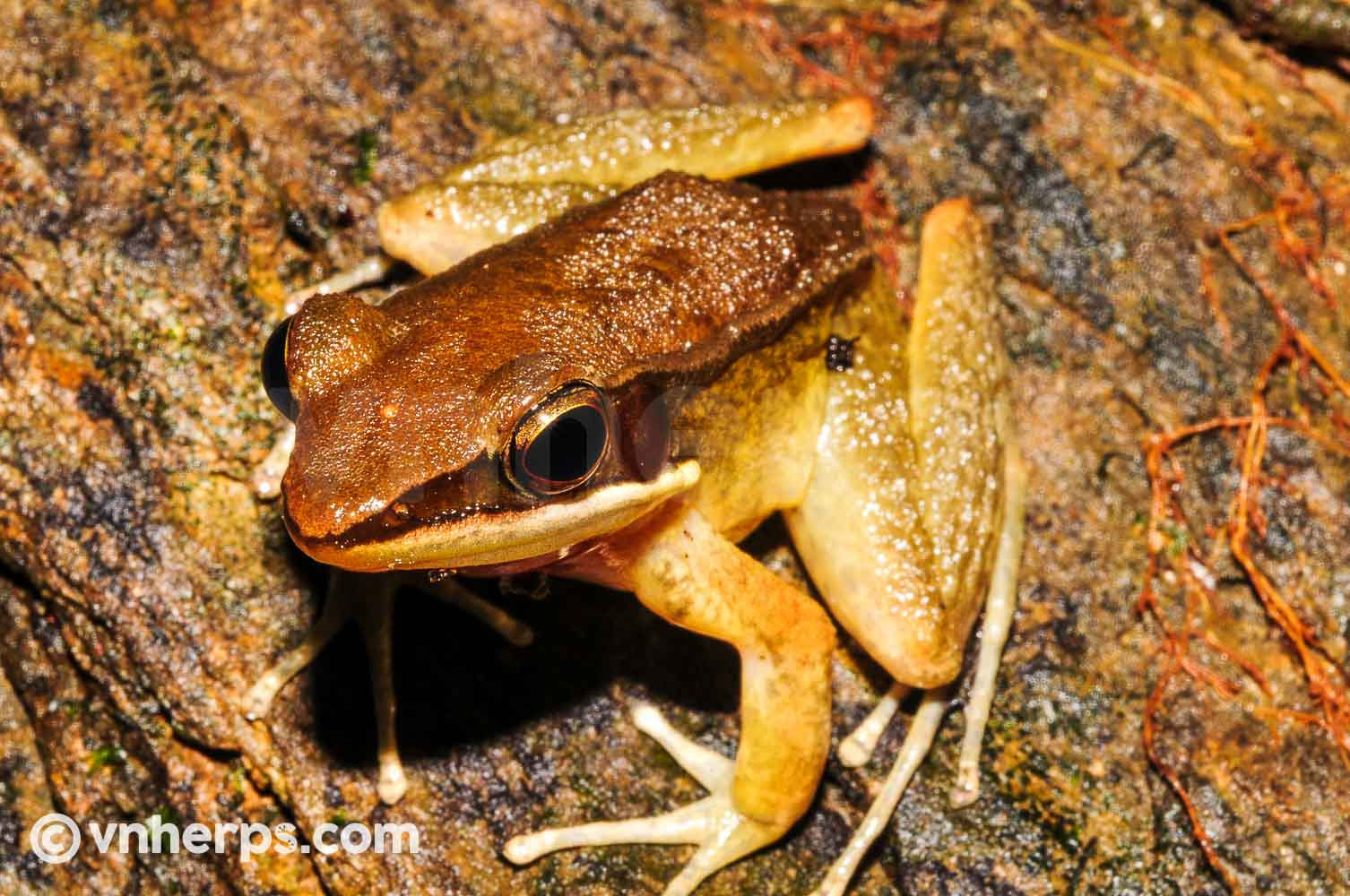 Sylvirana annamitica